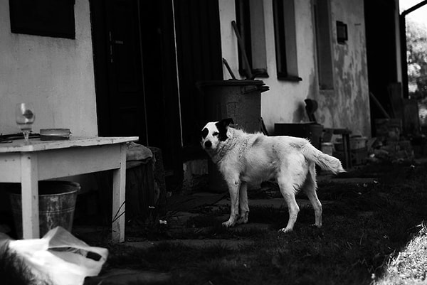 И, главное, его любят