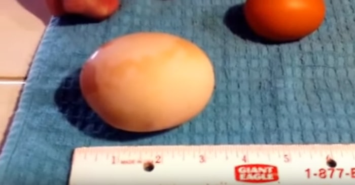 Yumurtanın İçinden Yumurta Çıkıyor Sanki Bir Eggception