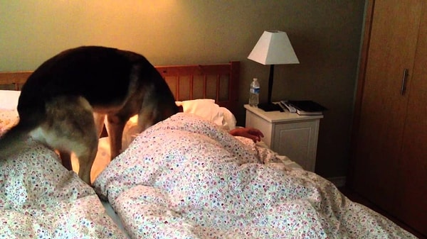 11. Будят вас утром, невзирая на ранний час.