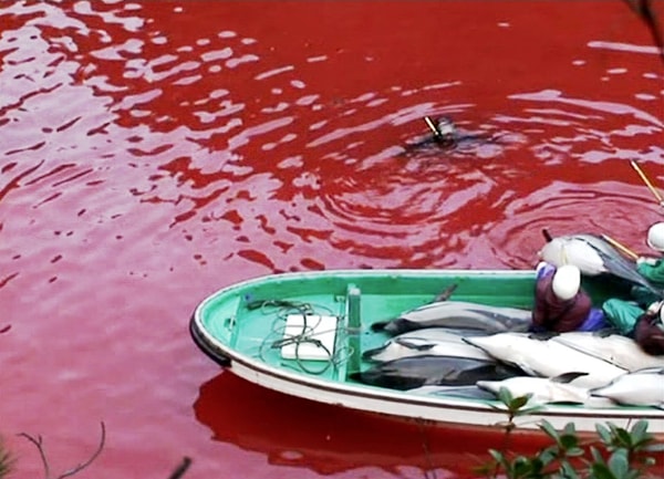 10. Kürke, hayvanların acımasızca katledildiği her olaya tepkilerini koyarlar. Durdurulması için yapmayacak şeyleri yoktur.
