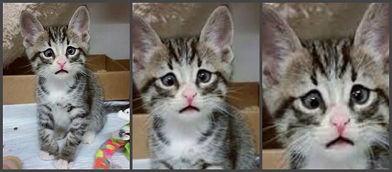 Кот, переносящий всю тяжесть мира на своих плечах