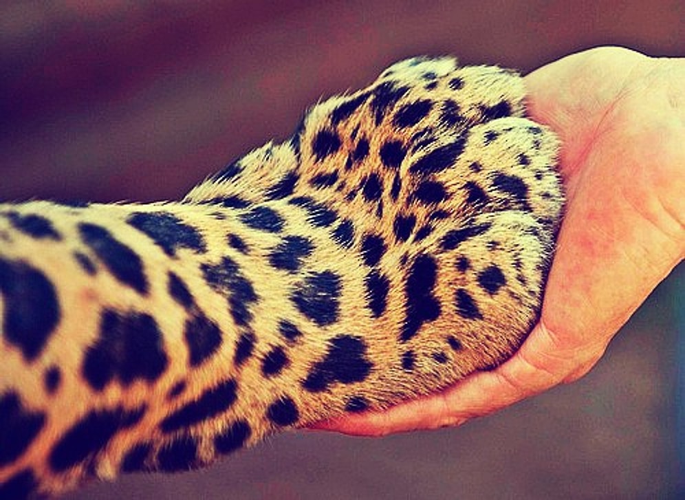 Gerçek Bir Hayvansever Dostunuz Olmasının Size Kazandıracağı 18 Güzel Özellik