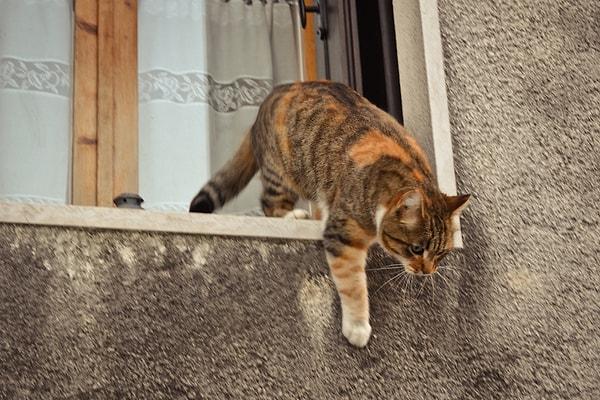11. Kedini tam açık olan pencereden kaçmaya çalışırken yakalamak.