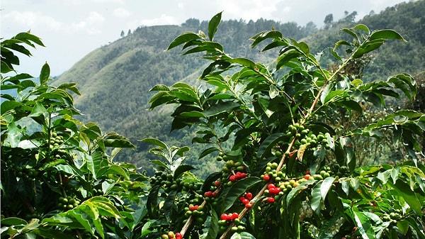 8. Jamaika'nın yıllık kahve üretiminin %85'ini Japonya ithal ediyor.