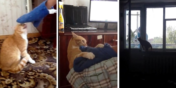 Kedileri Neden Kızdırmamamız Gerektiğinin Kanıtı