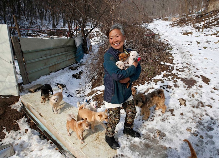 İnsanlık Ölmemiş: Hayatının Son 26 Yılını Tamamen Köpeklere Adamış Olan Koreli Kadın