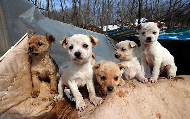Sokaklarda başıboş gezen köpekleri koruması altına alan yaşlı kadın, bugüne kadar yüzlerce köpeğin bakımını üstlenmiş.
