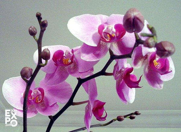 4. Kış aylarının milli içeceği sahlep Orkide bitkisinden elde edilmektedir.