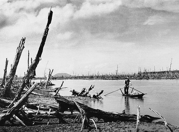 2. Bir gerilla, Mekong Deltası'nda kürek çekerken. Adamın etrafında "Agent Orange" isimli kimyasalla yok edilmiş ormanı görüyorsunuz. (1970)