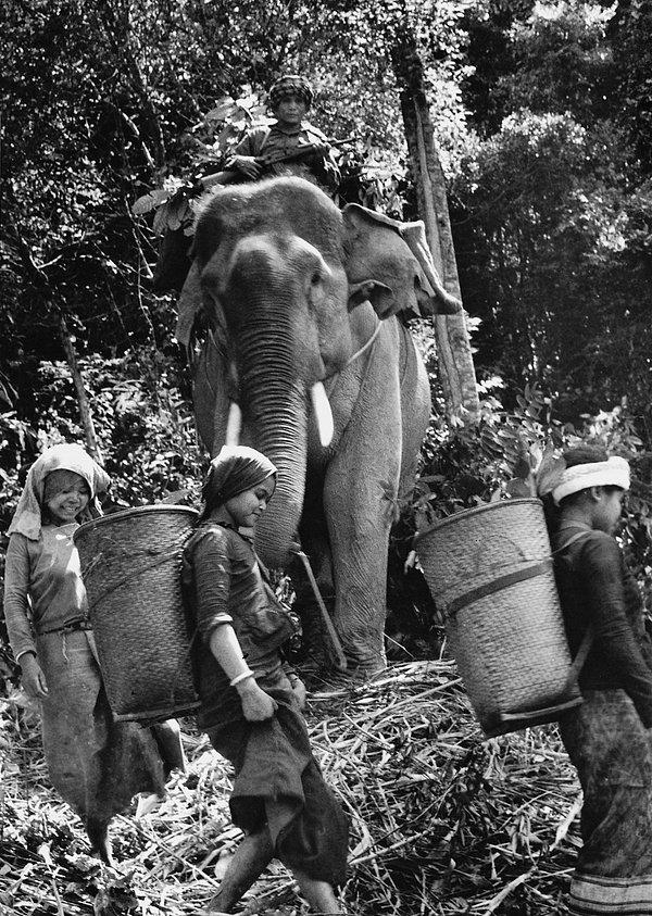 14. Laoslu gerillalar, Kuzey Vietnam Ordusu'na fillerle erzak taşırken. (1971)