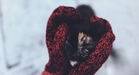 Кошачьи сезоны: 4 фото на каждое время года