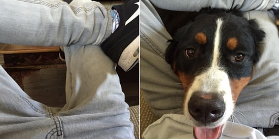 20 фото, которые поймут только владельцы собак