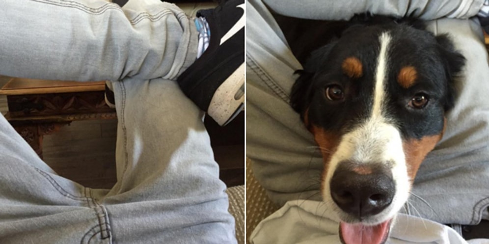 20 фото, которые поймут только владельцы собак