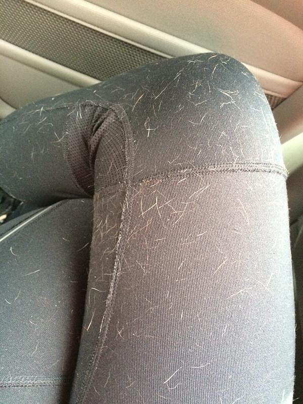 3. Плата за недолгое общение с четвероногим другом: