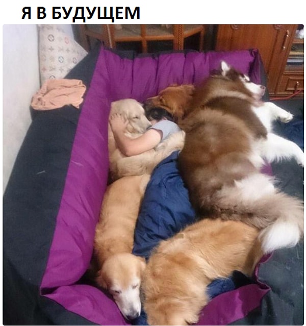 7. Все твое будущее - еще больше собак: