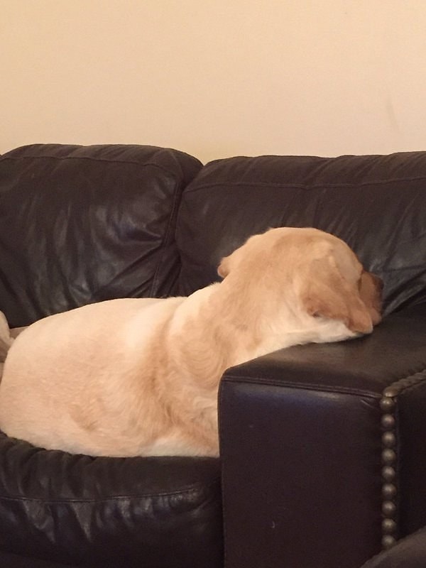 12. А иногда твоя собака ведет себя так, как будто бы хочет, чтобы ты от нее отвязался.