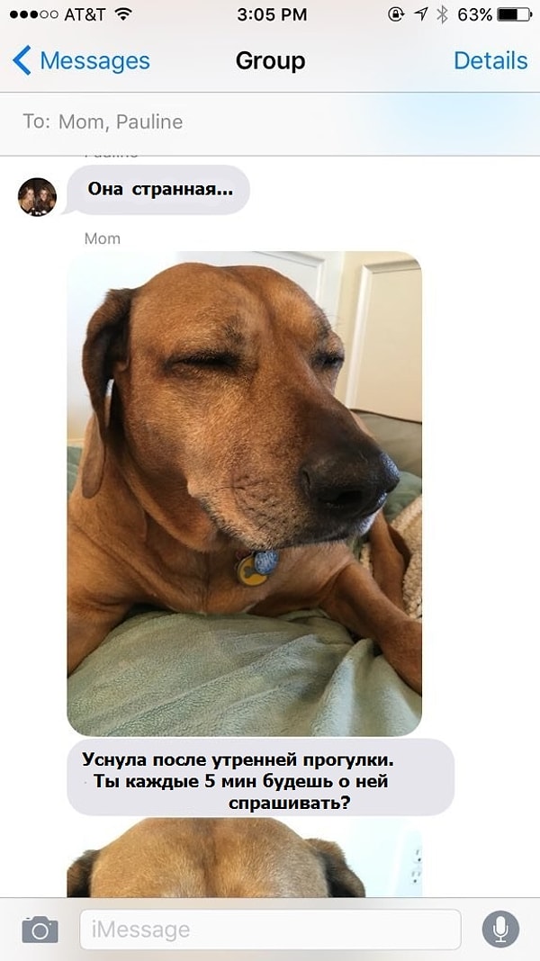 16. Когда ты не дома, то не перестаешь беспокоиться за своего питомца.