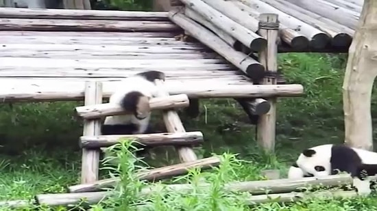 Жизненное кредо панд: падать и подниматься