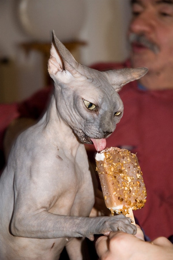 1. Постоянно пытается украсть твою еду 🍦: