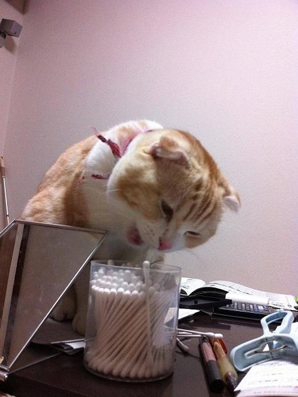 17. Твой кот пойдет на все, чтобы получить, что хочет: