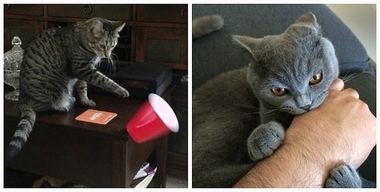 19 коварных кошек: зло не дремлет