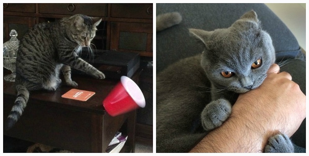 19 коварных кошек: зло не дремлет