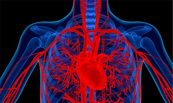 8. Daha büyük bir kalp ve yüksek kan basıncı