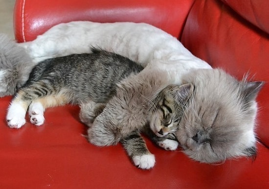 Без кота – жизнь не та: 27 умильных фото