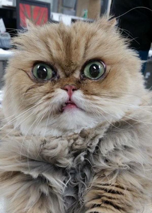 9. Похоже, у этого бедняги экзистенциальный кризис.