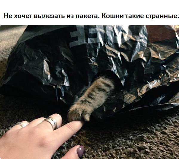 15. Скромняга, которая хочет подержаться за ручки.