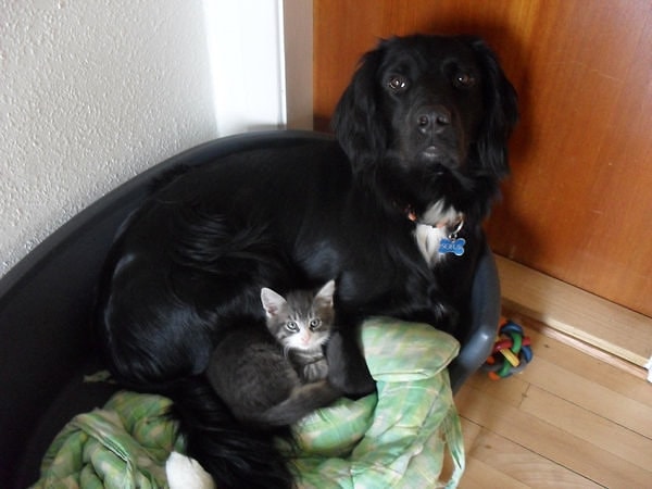 21. Крошечный любитель поспать в позе «ложки».