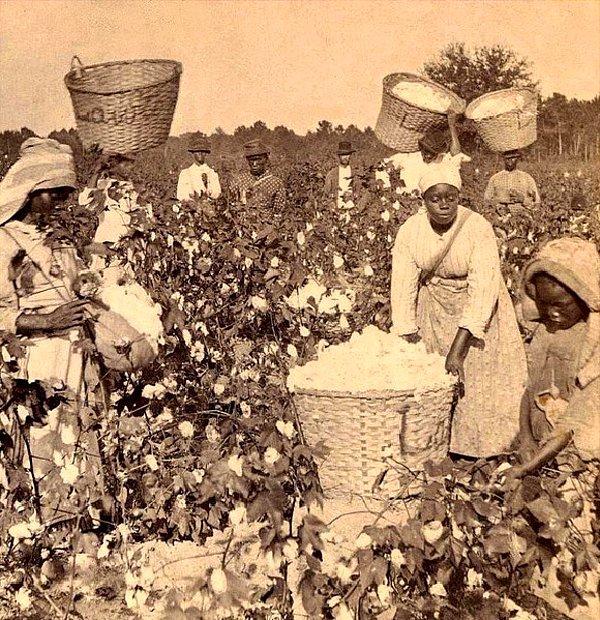 18. Pamuk tarlasındaki köleler, Georgia, ABD, 1850'ler.