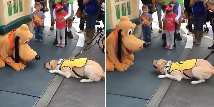 Disneyland'de Pluto ile Karşılaşan Köpeğin İnanılmaz Heyecanı