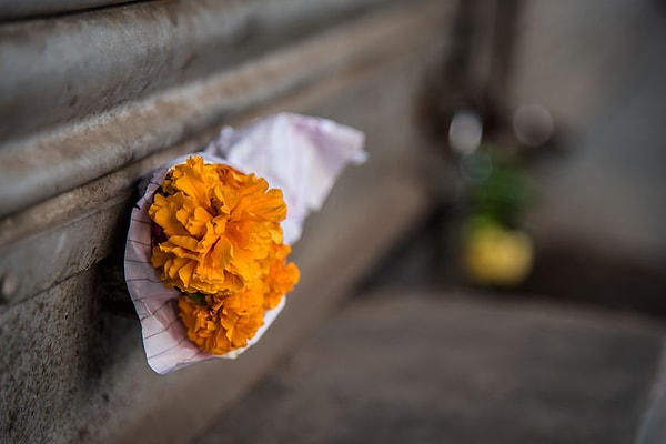 Свежие цветы