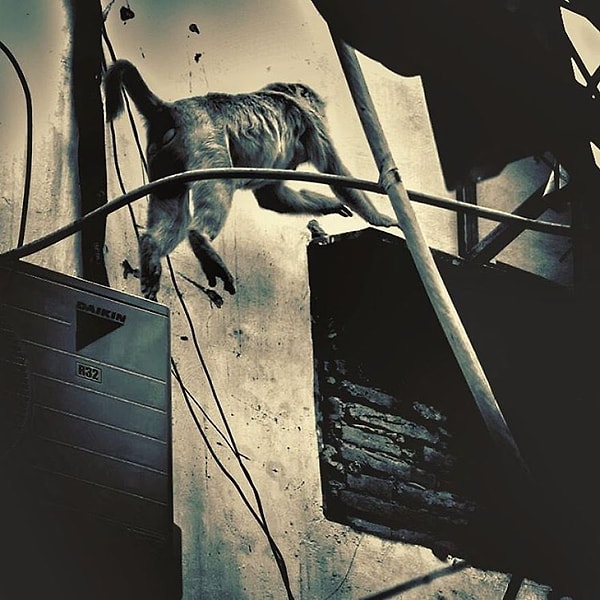 Кое-кто отправился на поиски еды