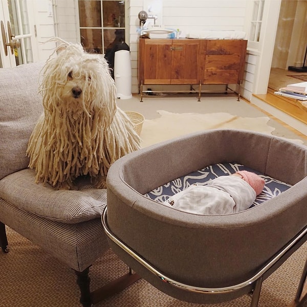 Недавно Бисту исполнилось 5 лет.