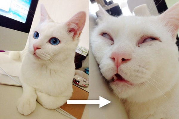 Бойтесь кошачьего оборотня! 🐱 + 🌑 = 👾