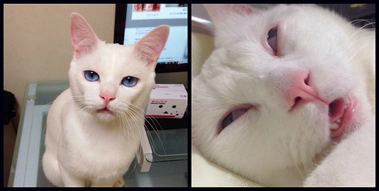 Кот-оборотень: милый днем - чудовище, когда спит