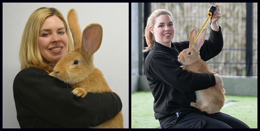 Гигантский кролик размером с собаку ищет хозяев