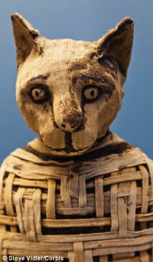 İskeleti fotoğrafları üzerinden inceleyen yabancı uzmanlar ise sergilenin iskeletin çok eski yıllarda yaşamış ve mumyalanmış bir kedi türü olabileceği