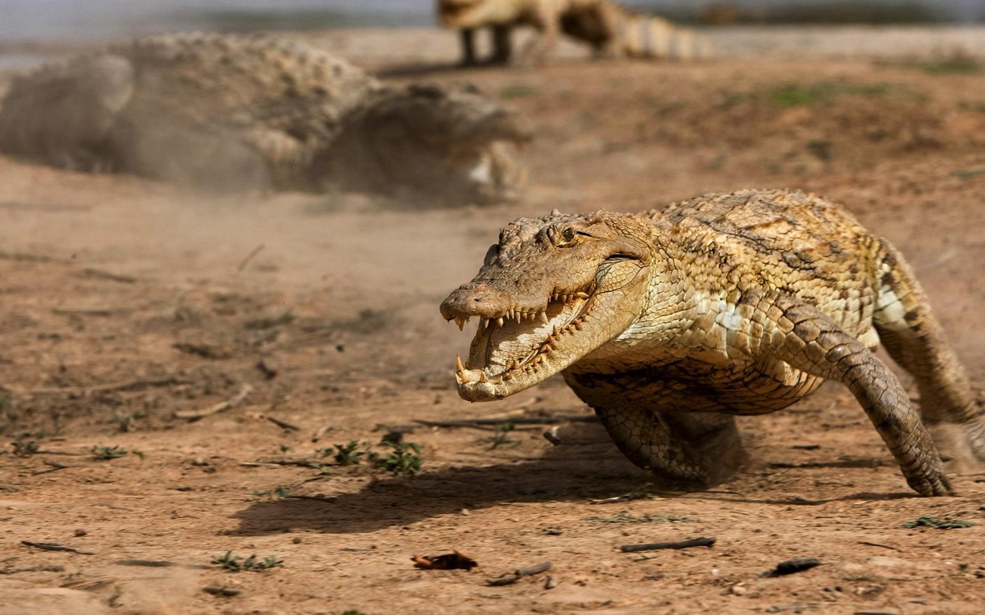 природа животные аллигатор nature animals alligator скачать