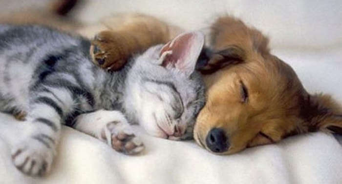 Sen Köpek İnsanı Mısın Yoksa Kedi mi?