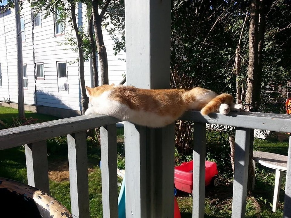 Evrende Üzerine Yatıp Uyuyamayacağı Tek Bir Yer Bile Olmadığını Kanıtlamış 22 Şirin Kedi