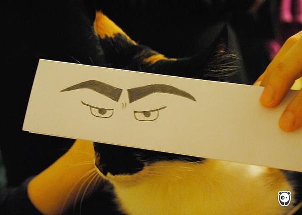 3. Коту это не нравится