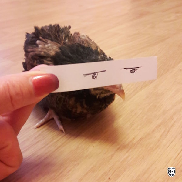 2. Этот цыпленок явно не в восторге