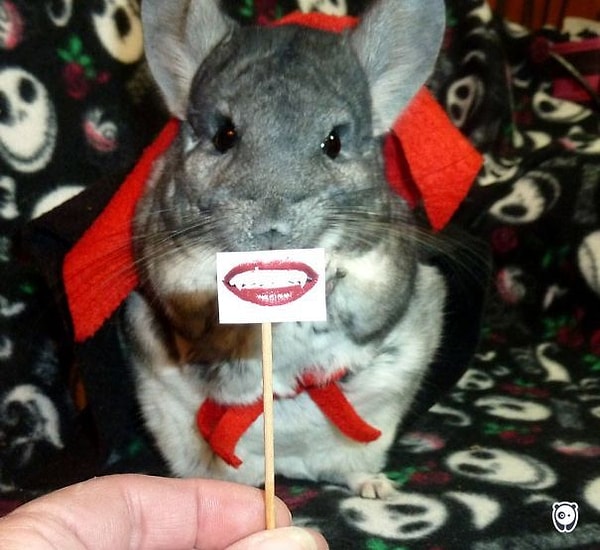 8. К Хэллоуину готова!