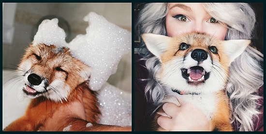 Встречайте лису, которая ничем не отличается от собаки