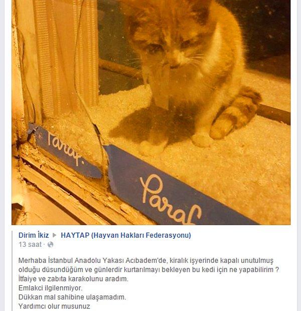 Tüm çabasına rağmen kediciğe yardım edemeyince çareyi Facebook'taki hayvansever sayfalardan yardım istemekte buldu.