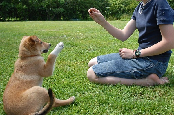 3. Hartford, Connecticut'da ise köpeğinize eğitim vermeniz suç sayılıyor.