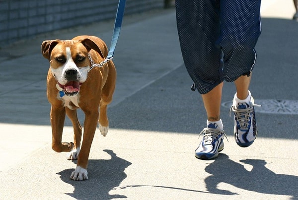 4. İtalya'da yürürlükte olan bir yasa da, sahiplerine, köpeklerini günde 3 kez yürüyüşe çıkarmayı zorunlu kılıyor. (Bu yasa bize de lazım!)